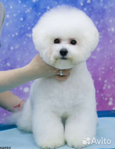 Бишон фризе вязка