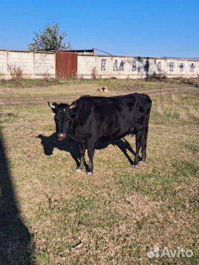 Коровы и телята