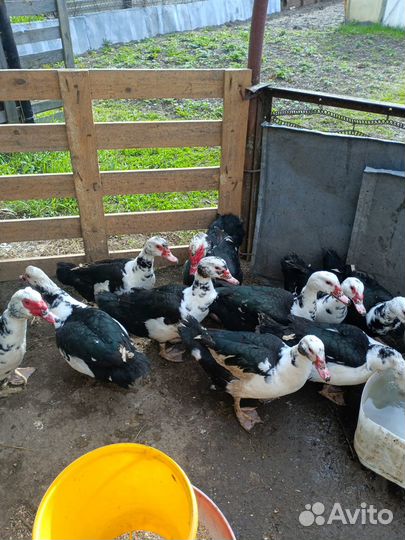 Селезень индоутки