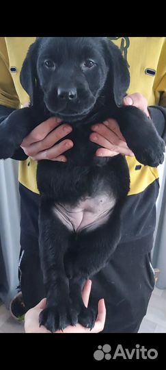 Щенок лабрадора девочка
