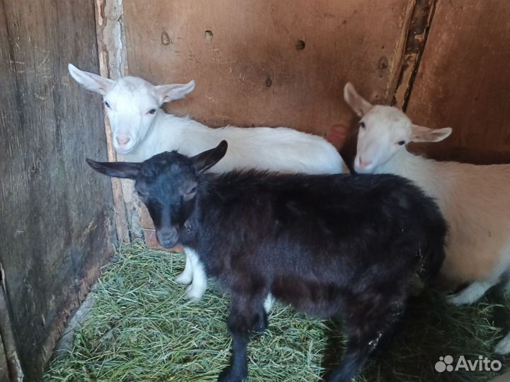 Козлята