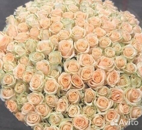 101 роза цветы букеты доставка 25 51 101 роза