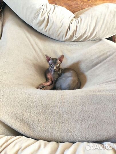 Котята сфинкс