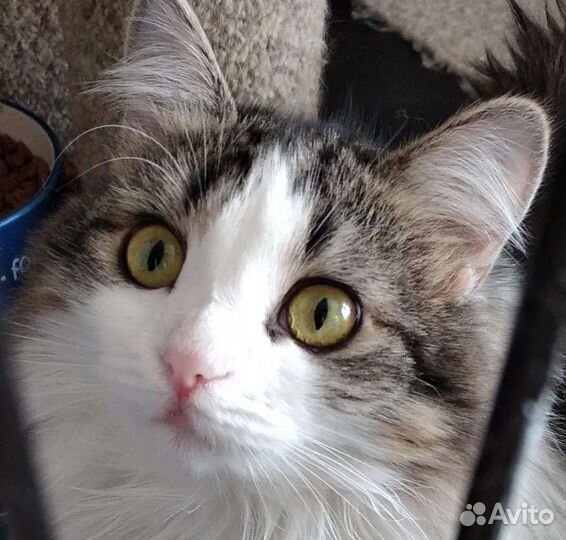 Кошка Айноа, носитель лейкоза, 9 месяцев