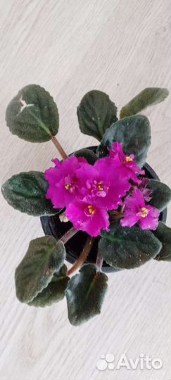 Фиалка синяя и бордовая