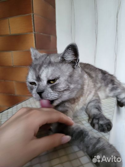 Домашняя передержка кошек