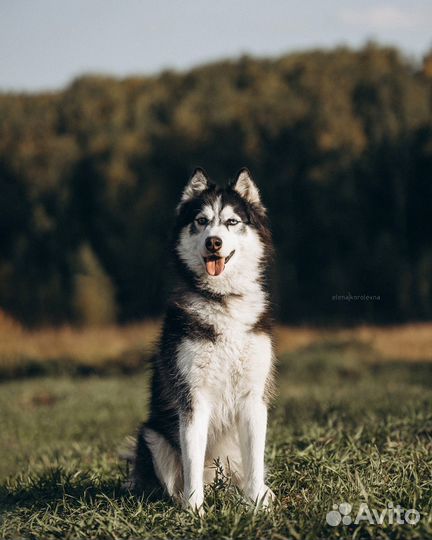 Шмель из приюта