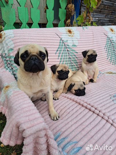 Щенки мопса