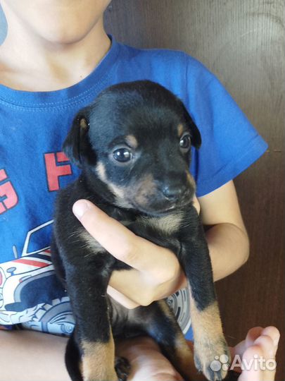 Щенки русский той-терьер