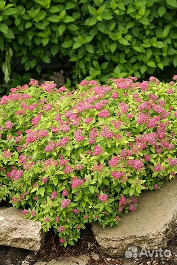 Спирея японская(жёлтая, зелёная)