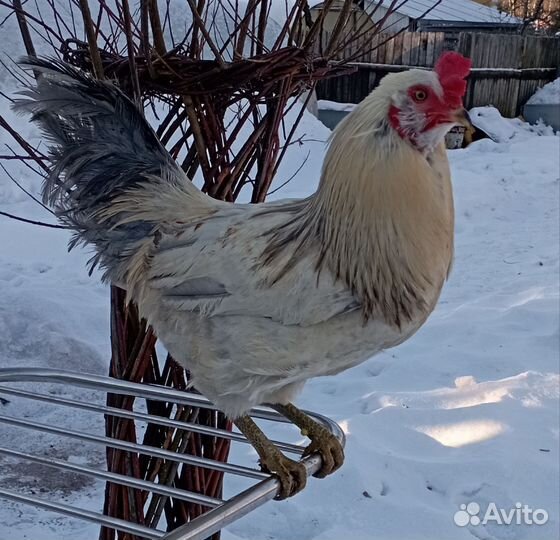 Инкубационное яйцо кур