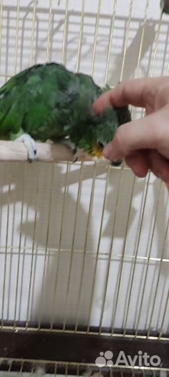 Венесуэльский амазон