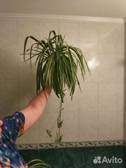 Хлорофитум