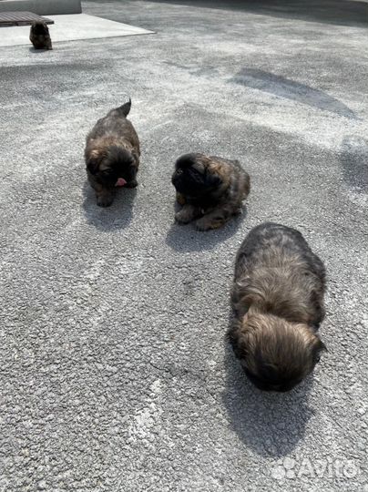 Щенки пекинеса