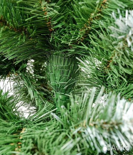 Ель Королева белоснежная премиум 120 - 180 см