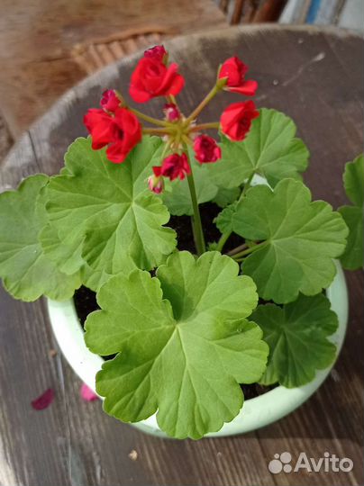 Пеларгония герань