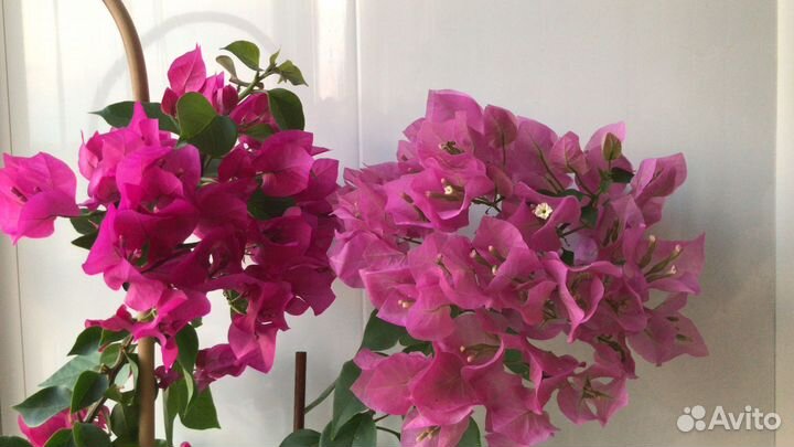 Бугенвиллия