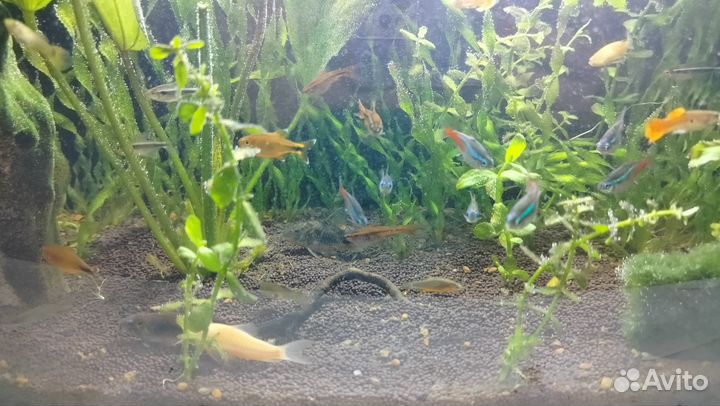 Аквариум с рыбками