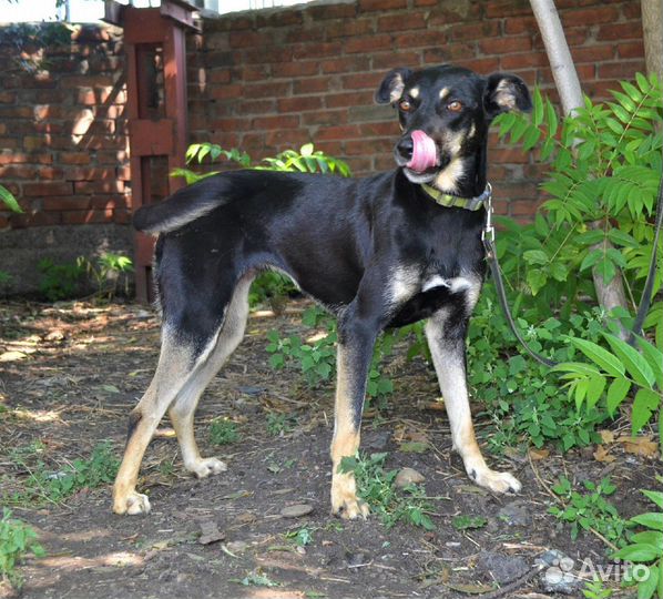 Юми в поисках дома