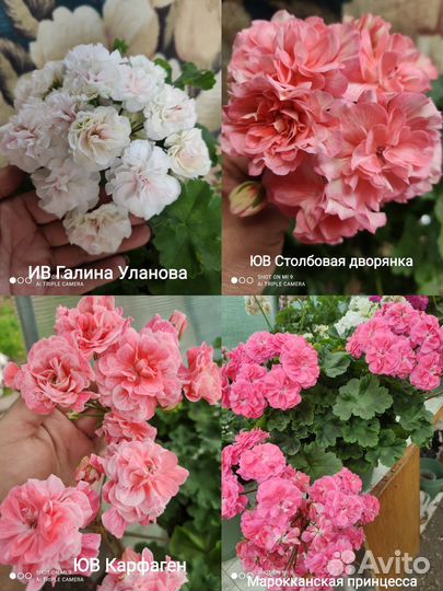 Пеларгония