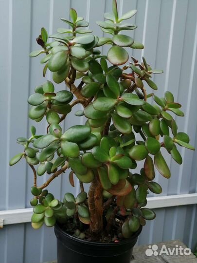 Денежное дерево + цветок в подарок