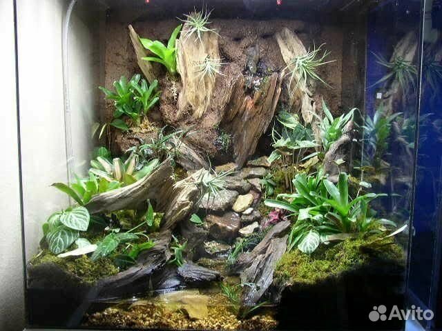 Лягушка с новым полюдариумом и декором