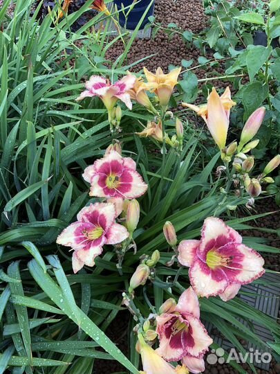 Саженцы, сирень