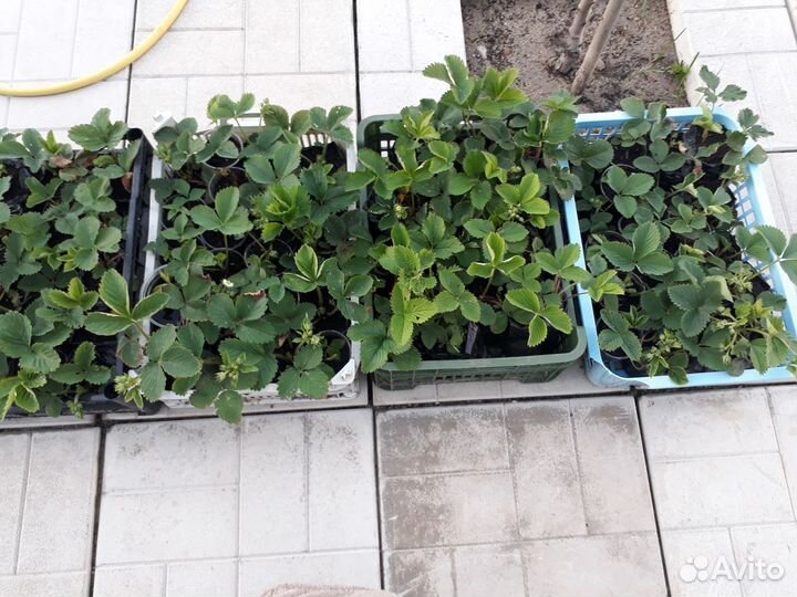 Рассада сортовой клубники Голландская Виктория