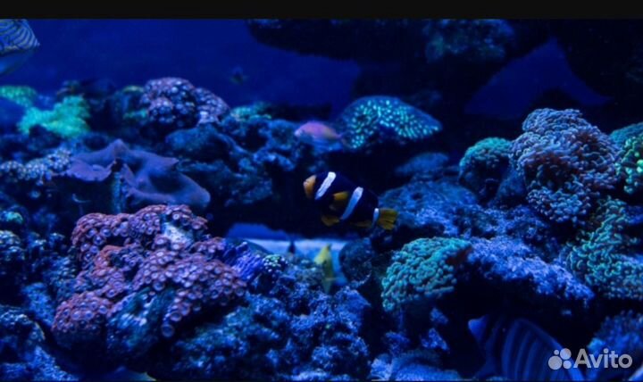 Океанариум Москва