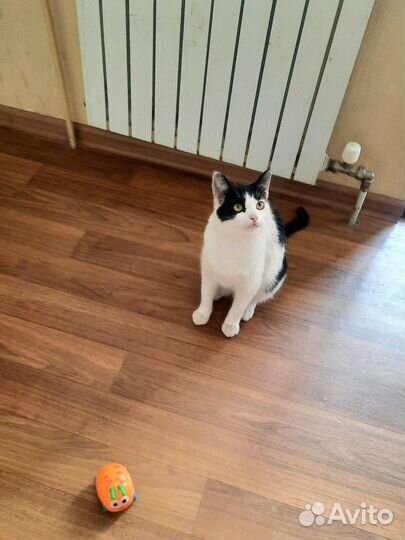Наиумнейшая кошечка ищет дом