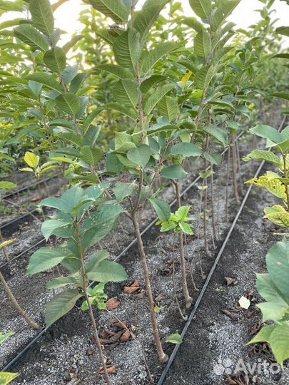 Саженцы плодовых деревьев (опт) розница