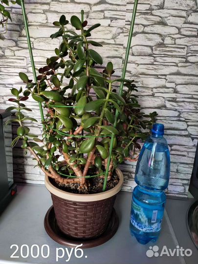 Цветы для дома