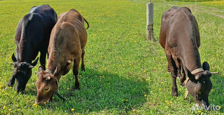 Продаётся телки и нетель черно-пёстрой породы