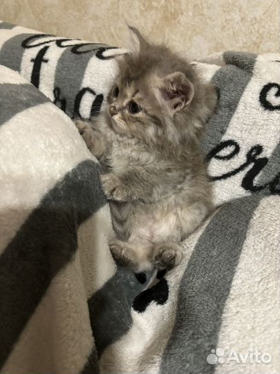 Кошки