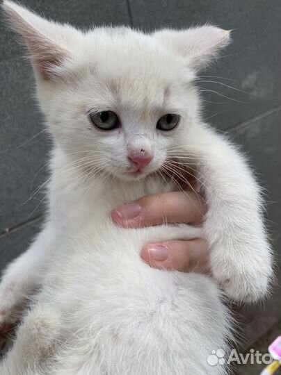 Кошечка в добрые руки