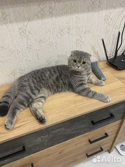 Шотландский кот вязка
