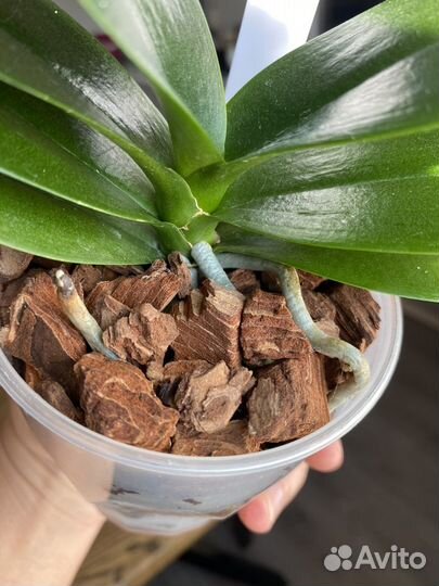 Орхидея Phal. Sogo Vieker '456'