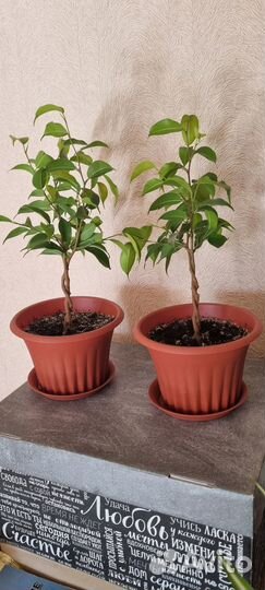 Фикус бенджамина плетеный