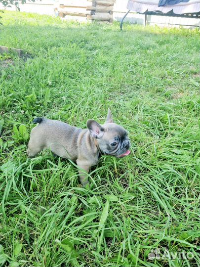 Щенок французского бульдога