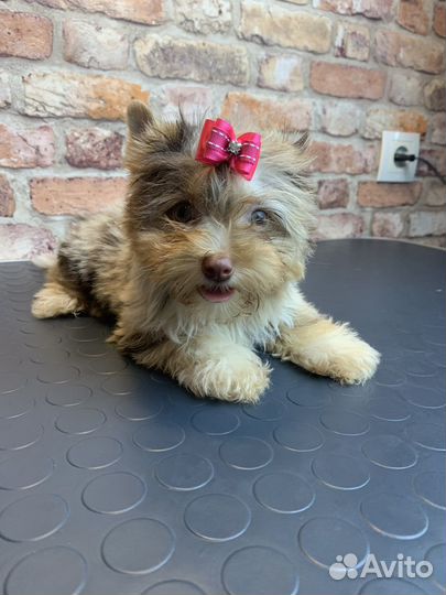 Цветной йорк мерле шоко биро бивер