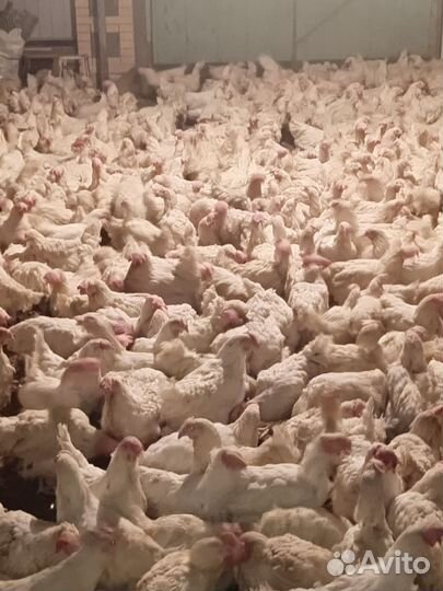 Куры несушки