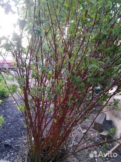 Дерен канадский