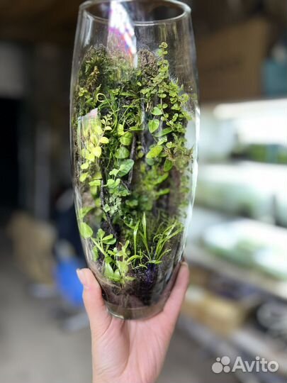 Флорариум на подарок, (растение)