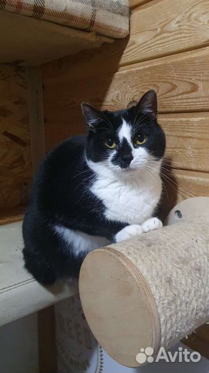Кошка Бусинка ищет семью