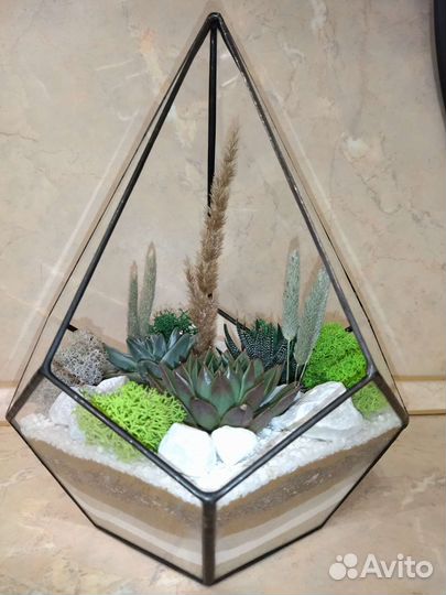 Флорариум/растения/цветы