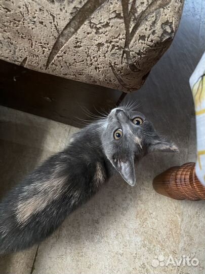 Котята в добрые руки бесплатно