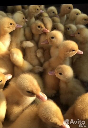 Гусята и утята