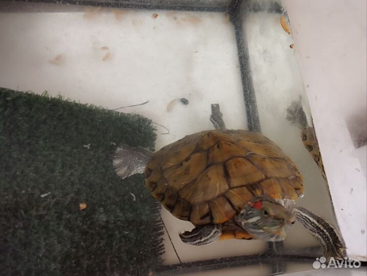 Красноухая черепаха с аквариумом