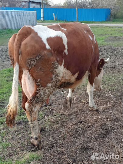 Коровы симменталки