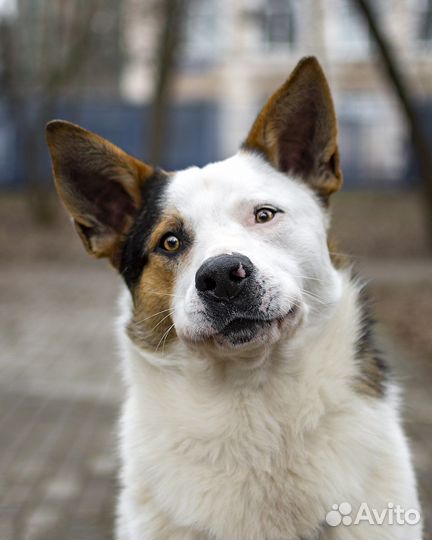 Собака в добрые руки